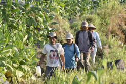 Cukai Rokok Naik, Petani Tembakau dan Cengkih Kian Babak Belur