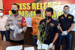 Pemuda di Enrekang Tanam 10 Bibit Ganja di Halaman Rumah