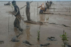Kegigihan Masyarakat di Bangka Tengah, demi Menanam Mangrove Rela Menantang Maut