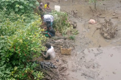 Terancam Abrasi, Petambak di Kutai Kartanegara Tanami Lahan Gundul dengan Mangrove