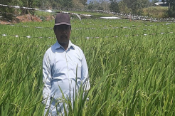 Pupuk Langka, Petani Ketipu Oknum Berseragam Petro Kimia Dilapak Online
