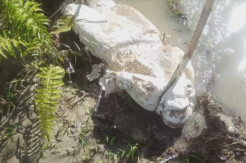 Geger, Jenazah Wanita yang Diawetkan Ditemukan Tergeletak di Pinggir Sungai