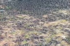 Geger! Ribuan Burung Pipit Mati Mendadak di Areal Kuburan Adat Gianyar Bali