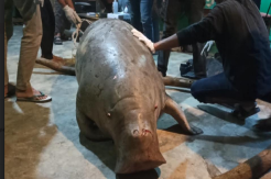 Duyung Viral di Pangkalpinang Ditemukan Mati, Dievakuasi ke Alobi