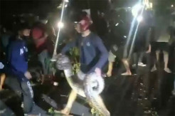Ular Piton 4 Meter Bergelantungan di Pohon Hebohkan Warga