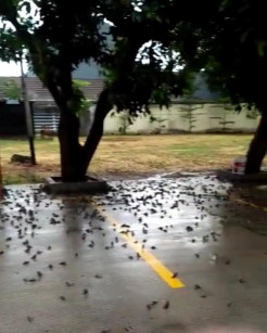 Cirebon Gempar, Ratusan Burung Pipit Berjatuhan dan Mati Mendadak di Balaikota