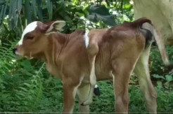 Lembu Betina Berkaki 6 Bikin Gempar Warga di Pematangsiantar