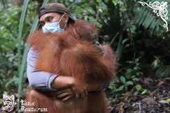 Selly, Maya, dan Nicky Lulus Rehabilitasi dan Kembali ke Hutan