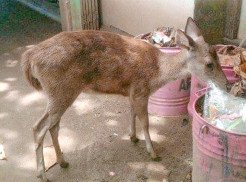 Perkelahian 2 Rusa Jantan Berebut Betina di BKSDA Pangandaran Hingga Luka Parah