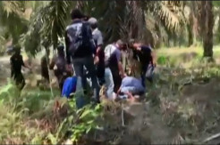 Gerebek Pencurian Sawit, Subdit Jatanras Polda Sumatra Selatan Ringkus 22 Pelaku