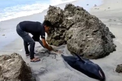 Bangkai Ikan Paus Pembunuh Palsu Berukuran 3 Meter Hebohkan Warga Pesisir Sabang