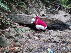 Fosil Kayu Purba Berukuran Besar Ditemukan di Lampung