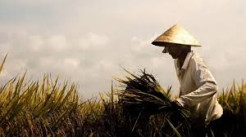 Bentrok Petani dan Preman Mafia Tanah di Medan Dili, Sejumlah Warga Terluka