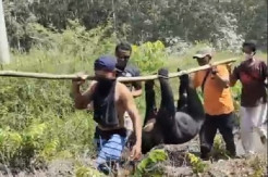 Beruang Madu Jantan Tewas Mengenaskan Terjerat Perangkap Babi