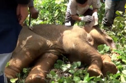 Memilukan! Belalai Seekor Anak Gajah Sumatera Nyaris Putus Tersangkut Jerat Babi