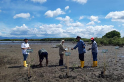 Gerakan Hijaukan Indonesia, Pelindo Tanam 31 Ribu Mangrove di Jeneponto