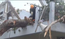 Pohon Besar Berumur Ratusan Tahun Tumbang Timpa Asrama Pesantren di Sampang
