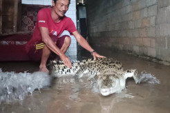 Heboh! Warga di Pangkalpinang Hidup dengan Buaya Muara Sepanjang 2 Meter