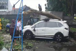 Surabaya Diterjang Hujan Angin, Pohon Tumbang Timpa 2 Mobil