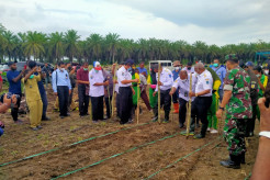 Papua Muda Inspiratif Binaan BIN Tanam Jagung di Lahan Bekas Sawit