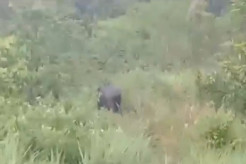 Belasan Gajah Liar Masuki Halaman Pondok Pesantren di Riau