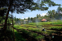 PT Vale Menjaga Iklim, Mewujudkan Ekonomi Hijau