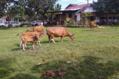 Satpol PP Sinjai Tangkap Sapi yang Berkeliaran di Tempat Umum