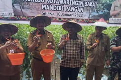 Panen Raya Cabai di Desa Kubu Diapresiasi Ketua DPRD Kobar