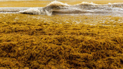 Gumpalan Besar Rumput Laut Berbau Menuju Florida