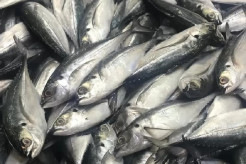 Jadi Negara Kepulauan, Lautan Indonesia Suguhkan Protein dan Gizi yang Melimpah