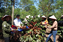 Harga dan Produktivitas Meningkat, Petani Kopi Arabika Ijen Semringah