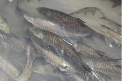 MIND ID lewat Inalum Dorong Budi Daya Ikan Jurung hingga Pasar Global