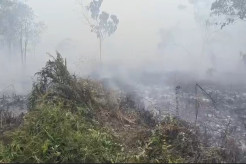 Karhutla Meluas, Kebun Warga di Singkawang Ikut Dilalap Api