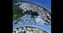 Viral! Ribuan Ikan Bawal Mati Akibat Pemadaman Listrik di Banda Aceh