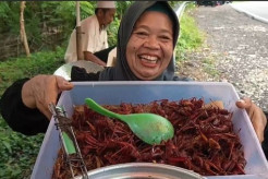 Cerita Warga Gunungkidul Konsumsi Belalang: Rasanya Kayak Udang, Harganya Rp190 Per Kg