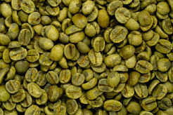 Manfaat Green Coffee untuk Kesehatan, Kaya Asam Klorogenat dan Antioksidan