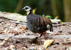 Peneliti UNEJ Ungkap Keunikan Puyuh Gonggong, Fauna Endemik Jember yang Rentan Punah