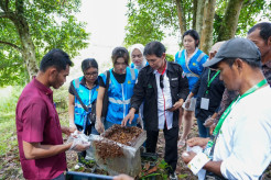 PLN EPI Dorong UMKM Naik Kelas lewat Budidaya Madu Kelulut