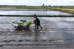 Kadis Pertanian Merauke: CSR dan Optimasi Lahan Berhasil Tingkatkan Produksi dan Stabilkan Harga Beras