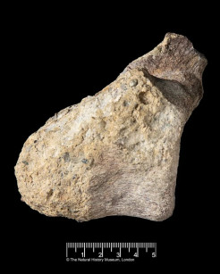 Fosil Terlupakan selama 40 Tahun Ternyata Dinosaurus Pertama Antartika