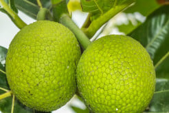 Sukun Disebut Superfood Lokal Indonesia, Guru Besar IPB Beberkan Keunggulannya