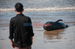Paus Pilot Terdampar di Pantai Cemara Binuangeun Lebak