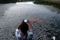Ribuan Ikan di Waduk SIER Mati Mendadak