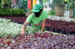 Merawat Tanaman Hias Saat Pandemi Covid-19