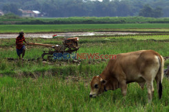 Kementan Yakin Produksi Beras Dalam Negeri Surplus Hingga 6 Juta Ton