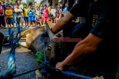 Warga Palmerah Barat Potong Hewan Kurban di Hari Kedua Idul Adha 1441 H