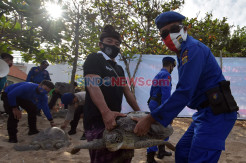 25 Ekor Penyu Sitaan Dilepasliarkan di Pantai Kuta Bali