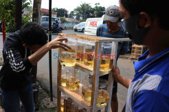 Ikan Cupang Makin Diminati di Masa Pandemi Covid-19