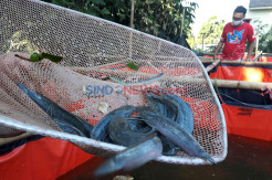 Permintaan Lele Meningkat di Masa Pandemi Covid-19