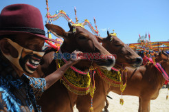 Ratusan Pasang Sapi Hias Ikuti Kontes Sapi Sonok